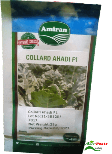 Collards Ahadi F1 50g