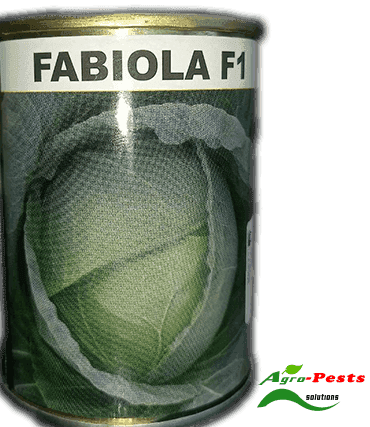 Cabbage Fabiola F1 25g